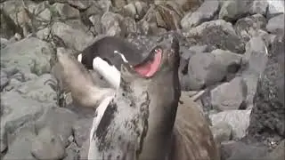 Лютый