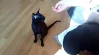 Кот выполняет команды