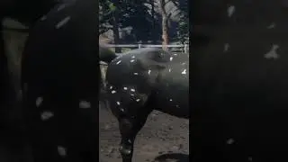 What The Black Snowflake Appaloosa Thinks About YT #shorts in Red Dead Redemption 2