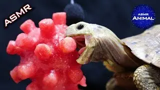 ASMR Mukbang Eating CORONAVIRUS 🦠 Turtle Tortoise 42