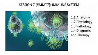 Medicine for medical translators 7: Immune system
