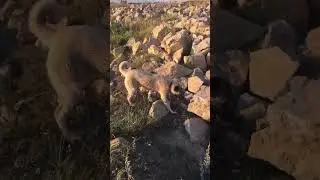 Suyu arayan #kangal #ankara