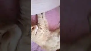 Спит😺