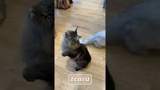 The Pointy Ear is active