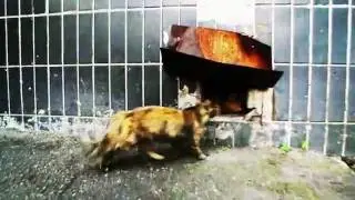 1 видео сделанное СТЭДИКАМОМ 