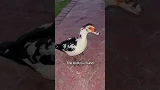 Waddle waddle 