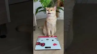 Only girls will understand #cat #cats