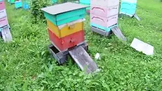 Root or Dadant hive