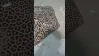 海游館 觸摸