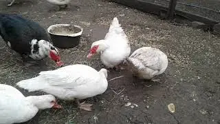 Мои мускусные утки.