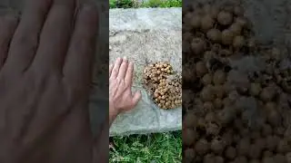 никогда не видел шмелиного гнезда.