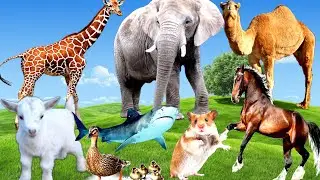 Animal education: Goat Cow Duck Antelope Rabbit Buffalo Deer