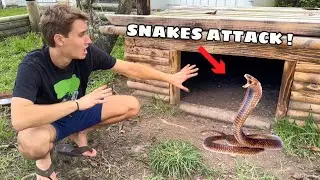 SNAKES ATTACK MY ANIMALS AGAIN ?!