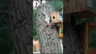 Funny squirrel came for nuts 🌰 😉🤪😆 #animals #funnyvideo #youtubeshorts #travel
