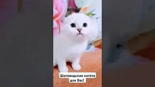 Шотландские котята  #скоттишфолд #kitten #catlover #cat #скоттишстрайт #scottishkittens