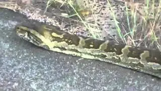 Жыландан корккондор көрүүгө болбойт. Шумдук килтейген жылааааан))))