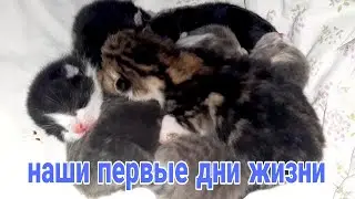 ПЕРВЫЕ ДНИ КОТЯТ.