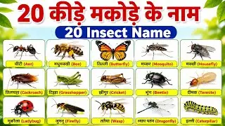 20 Insects Name in English and Hindi 🐜 | Insect Names for Kids | Kids Learning