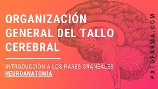 Organización General Del Tallo Cerebral (introducción a los pares craneales) Neuroanatomía