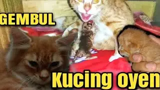 MENGHARUKAN!! SEEKOR KUCING MELAHIRKAN LIMA EKOR BAYI IMUT! || BIKIN HARU