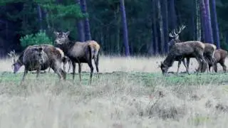 National Park De Hoge Veluwe 4k