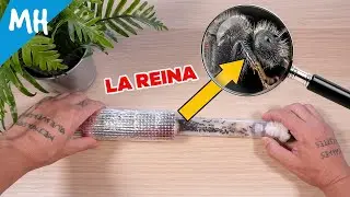 ¿Hormigas peludas o mini ositos? Pero esto que es? 😂 -  Camponotus (Xiangban) mutilarius