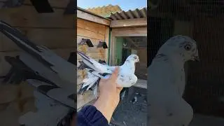 Сочка молодая, Игра будет хорошая👍