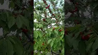 Красота Кубани. Переехали на Юг.