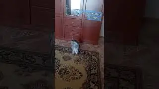 толстопопик Фёдор