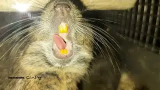 Делать было нечего, дело было вечером...