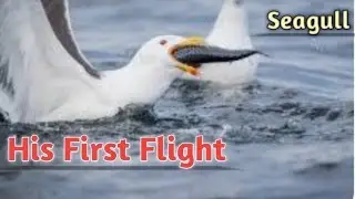 His First Flight,Summary by Dhananjay Singh Dhanraj,story of seagull, English literature class 10th.