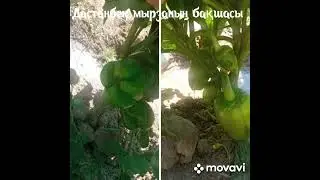 Қызылорда бау бақша. Шілде. 2023 жыл.