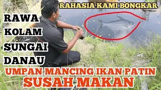 Umpan IKan Patin Liar Susah Makan Kolam,Sungai Danau Rawa