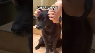 МАССАЖ ТАЙСКОЙ СОБАКИ 🐕