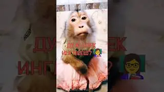 ДО КОНЦА 😈 Брадочкин дал ответку... 