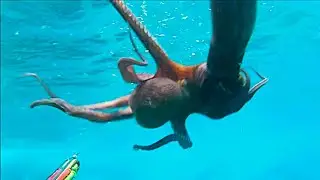 Pescasub: Quando si dice avere un polpo di c...