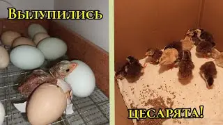 Вылупились кремовые цесарята!