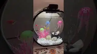 Aquarium fish | Тернеции #youtubeshorts #aquarium #fish
