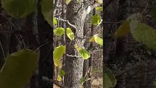 Дятел