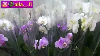 Обзор. Комнатные цветы в магазине.