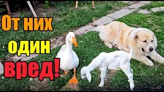 Иду на праздник》Потеряли козу》Новости с хозяйства так себе(