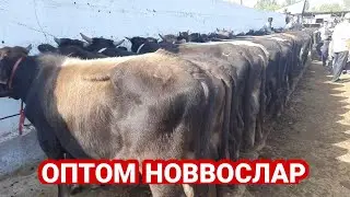 АНДИЖОН АСАКА УЗБЕКИСТОН МОЛ БОЗОРИ ОПТОМ НОВВOСЛАР НАРХЛАРИ 2021 ANDIJON ASAKA UZBEKISTON MOLBOZORI