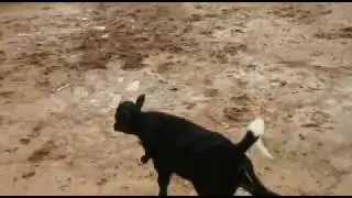 Sevimli İnek Yavrusu