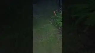 Ёжик пришёл на ужин