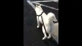 Husky land sled