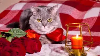 The melody is wonderful, Flowers Çiçekler