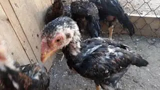 um amor por essas aves