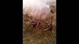 Индюки в теплице в сибири (продолжение)