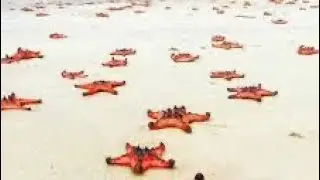 Пляжи остров Фукуок Вьетнам. Пляж Бай Раш Вем (он же Старфиш бич или StarFish Beach