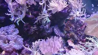 Еще морской аквариум. Релакс